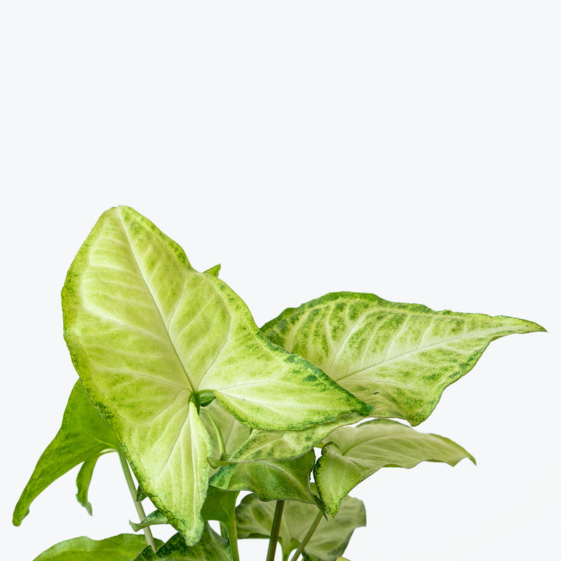 Syngonium White Butterfly - Arrowhead Plant - House Plants Delivery Toronto - JOMO Studio