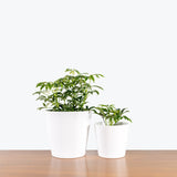Tapered Ceramic Planter - House Plants Delivery Toronto - JOMO Studio