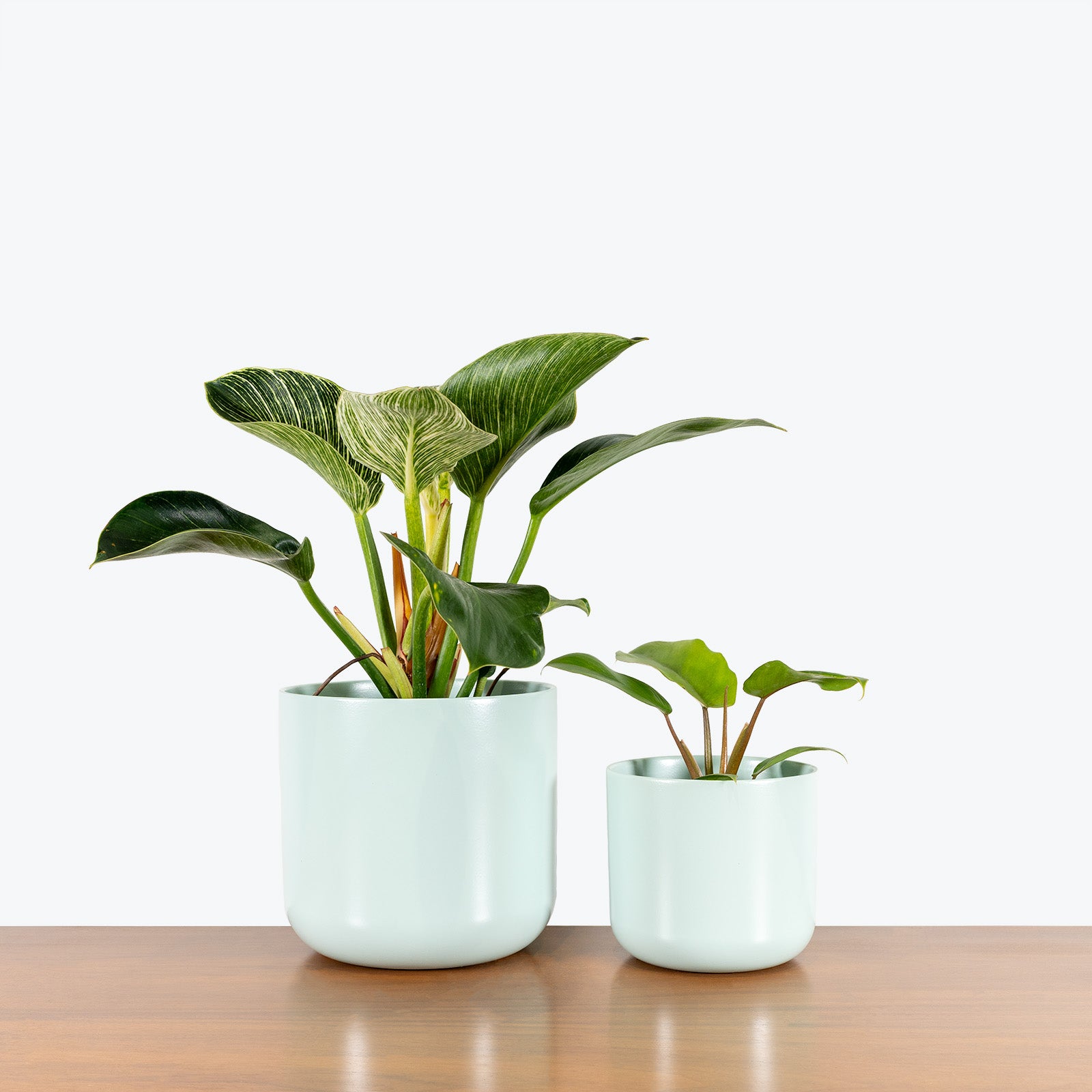 Teal Ceramic Planter - House Plants Delivery Toronto - JOMO Studio