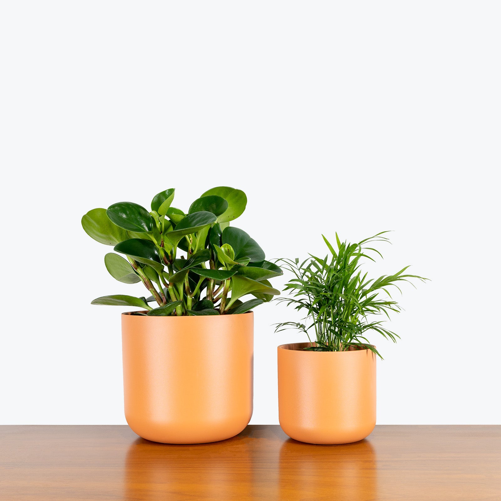 Terra Ceramic Planter - House Plants Delivery Toronto - JOMO Studio