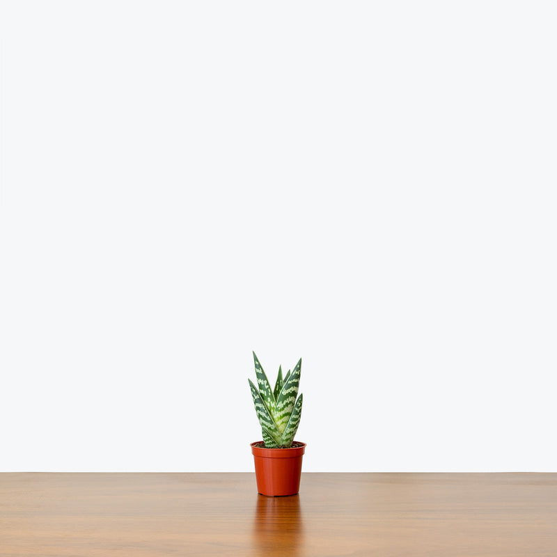 Tiger Aloe - Gonialoe Variegata - House Plants Delivery Toronto - JOMO Studio