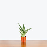 Tiger Aloe - Gonialoe Variegata - House Plants Delivery Toronto - JOMO Studio