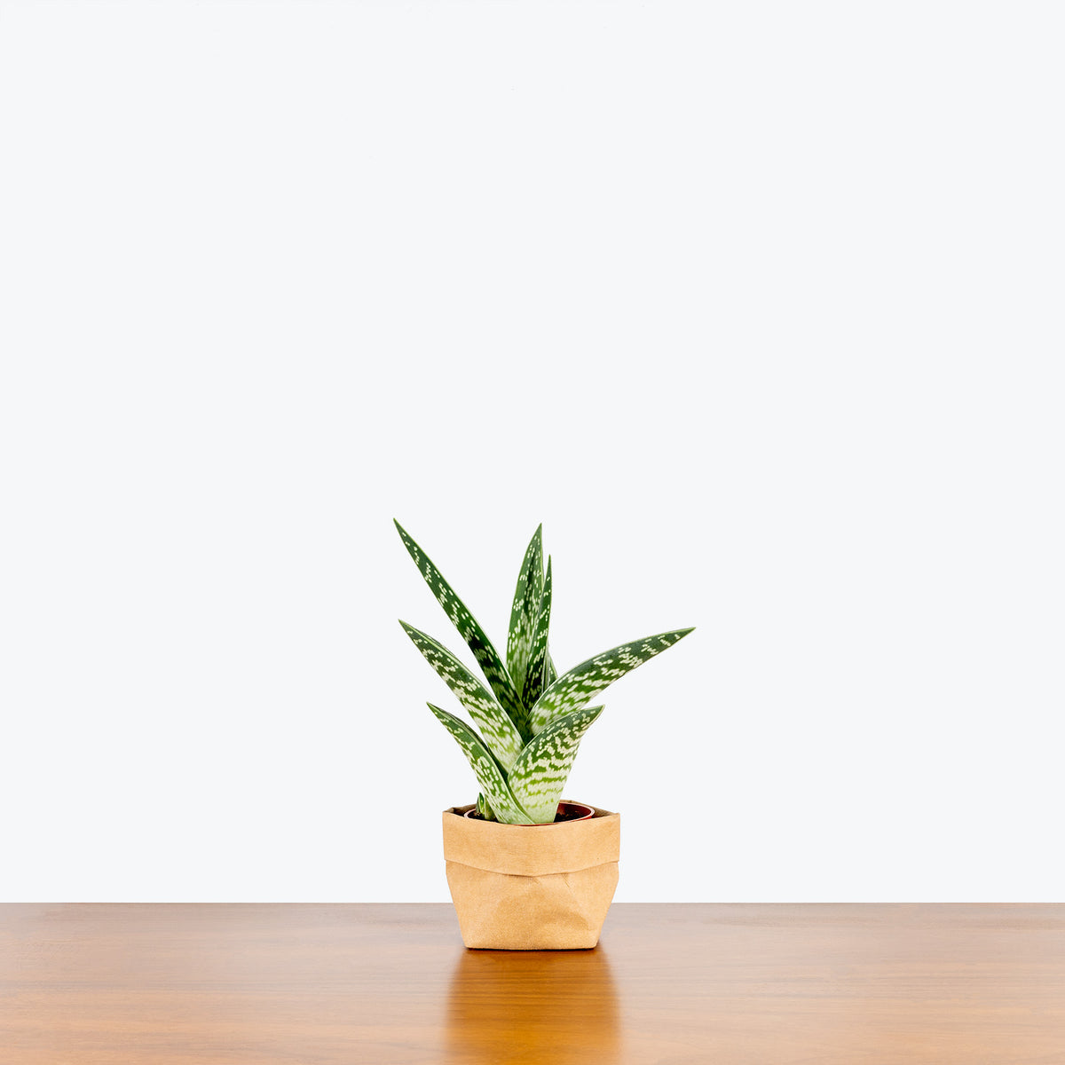 tiger-aloe Tiger Aloe | Gonialoe Variegata | Care Guide and Pro Tips - Delivery from  Toronto across Canada