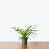 Tillandsia Cyanea — 4" Pot