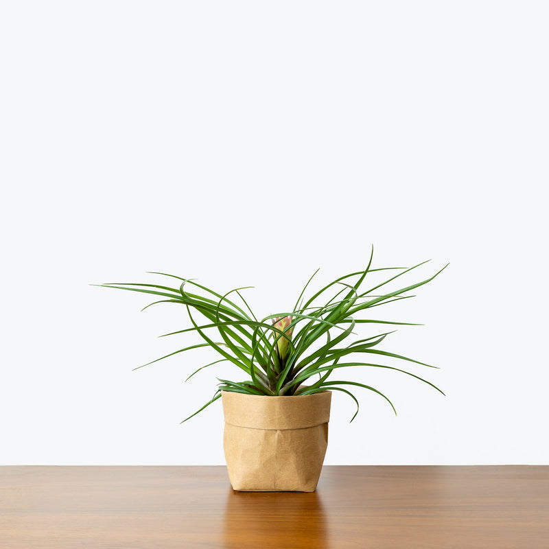 Tillandsia Cyanea - House Plants Delivery Toronto - JOMO Studio