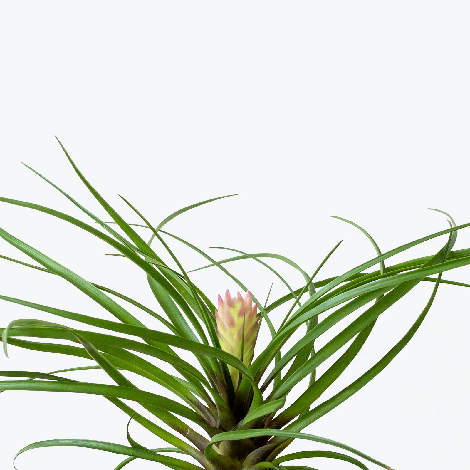 Tillandsia Cyanea | Care Guide and Pro Tips - Delivery from Toronto across Canada - JOMO Studio
