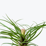 Tillandsia Cyanea - House Plants Delivery Toronto - JOMO Studio