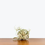 Tillandsia Xerographica Air Plant — 6"