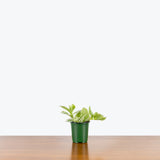 Tradescantia Fluminensis Quicksilver - House Plants Delivery Toronto - JOMO Studio