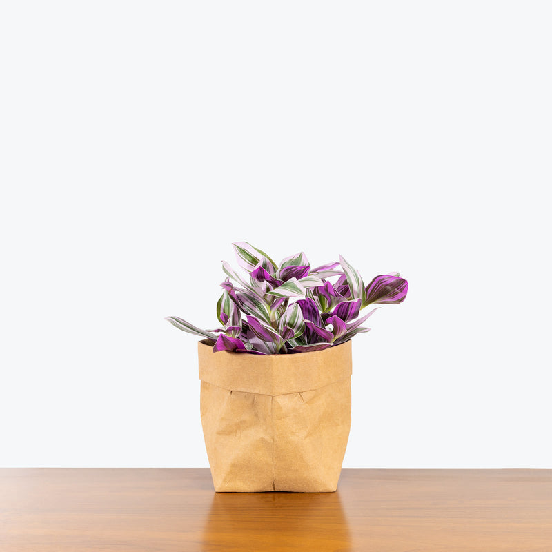 Tradescantia Nanouk - House Plants Delivery Toronto - JOMO Studio
