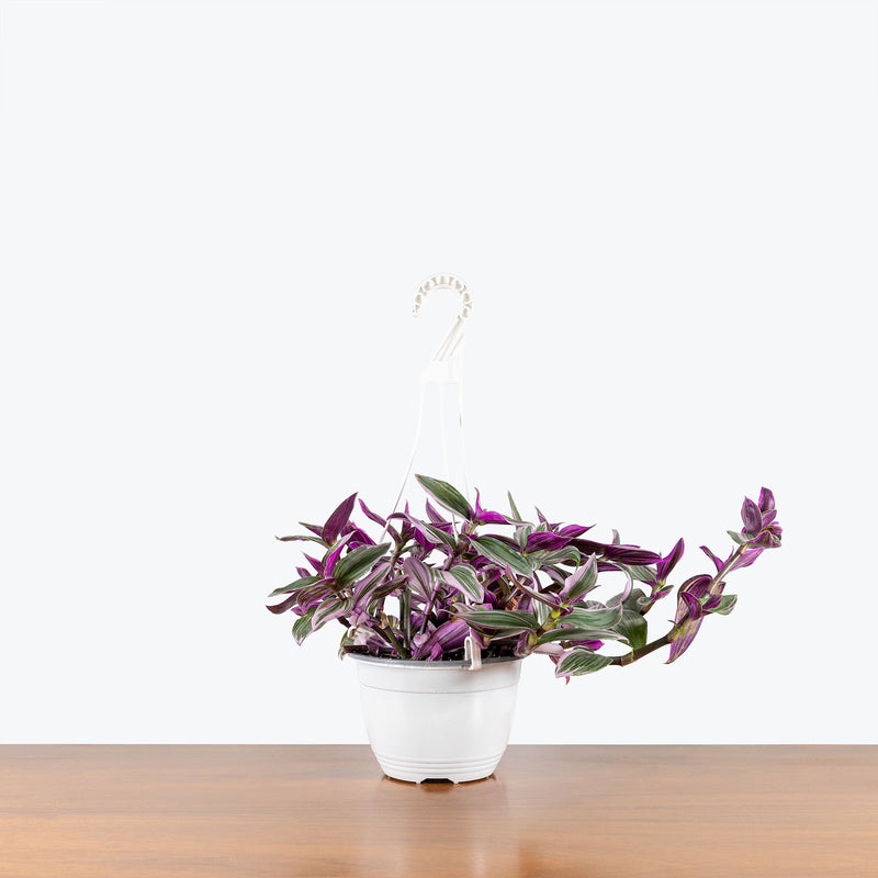 Tradescantia Nanouk