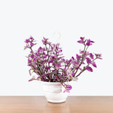 Tradescantia Nanouk - House Plants Delivery Toronto - JOMO Studio