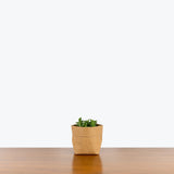 Tradescantia Navicularis - House Plants Delivery Toronto - JOMO Studio