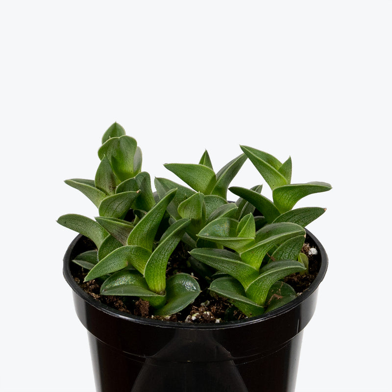 Tradescantia Navicularis - House Plants Delivery Toronto - JOMO Studio