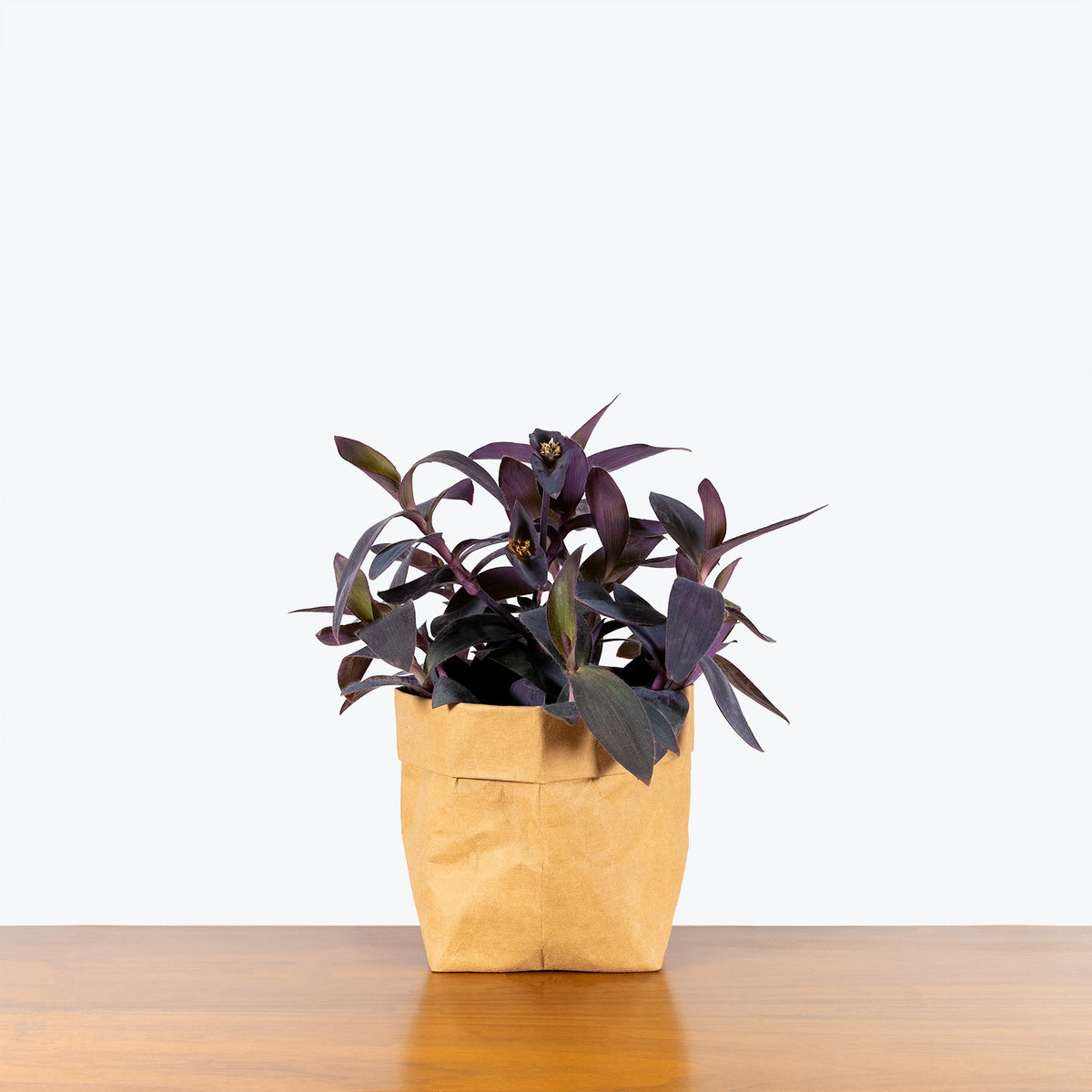 purple heart plant in hanging basket Tradescantia Purple Heart - House Plants Delivery Toronto