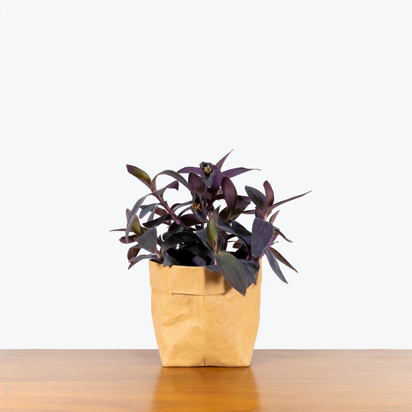 Tradescantia Purple Heart - House Plants Delivery Toronto - JOMO Studio