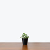 Tradescantia Sillamontana White Velvet — 4" Pot