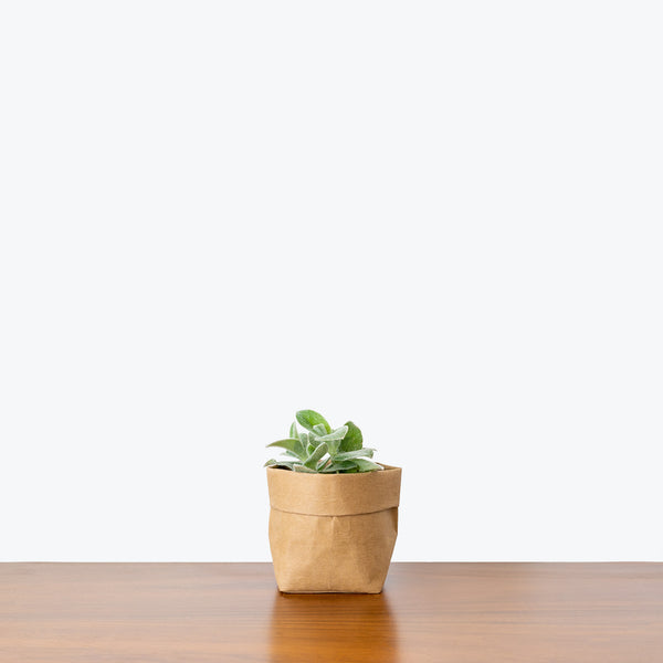 white velvet indoor plant Tradescantia Sillamontana White Velvet - House Plants Delivery Toronto