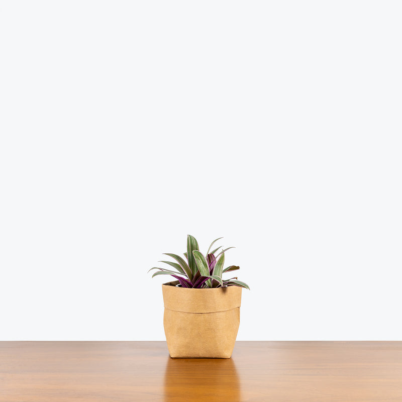 Tradescantia Spathacea - House Plants Delivery Toronto - JOMO Studio