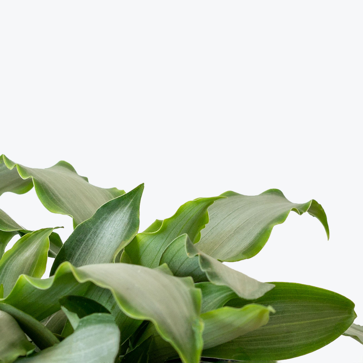 Tradescantia Spathacea Silver - House Plants Delivery Toronto - JOMO Studio