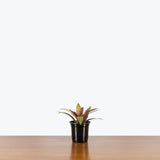 Tradescantia Spathacea Sitara's Gold — 4" Pot