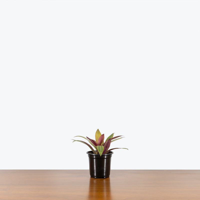 Tradescantia Spathacea Sitara's Gold - House Plants Delivery Toronto - JOMO Studio