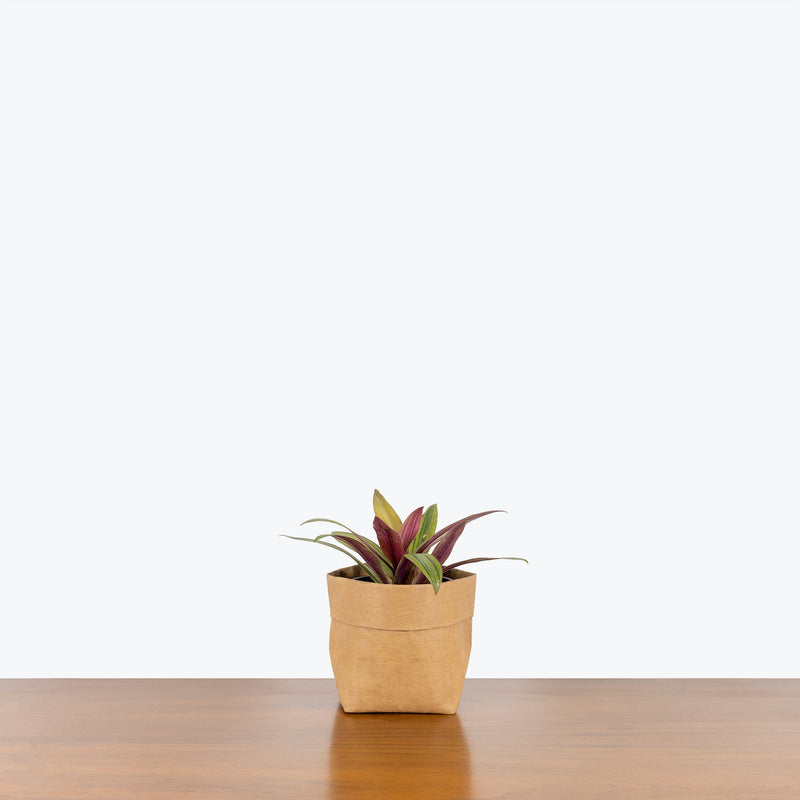 Tradescantia Spathacea Sitara's Gold - House Plants Delivery Toronto - JOMO Studio