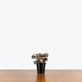 Tradescantia Zebrina - House Plants Delivery Toronto - JOMO Studio