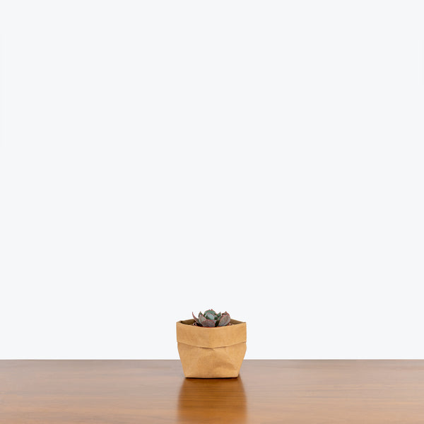 mystery succulent Trending Succulent Mystery Box - House Plants Delivery Toronto