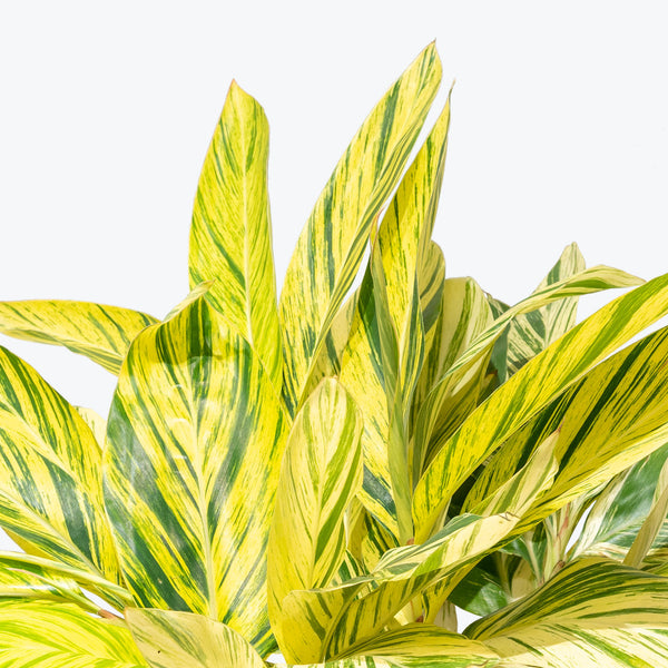 Variegated Shell Ginger - Alpinia zerumbet Variegata - House Plants Delivery Toronto - JOMO Studio