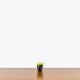 Venus Flytrap - Dionaea Muscipula - House Plants Delivery Toronto - JOMO Studio