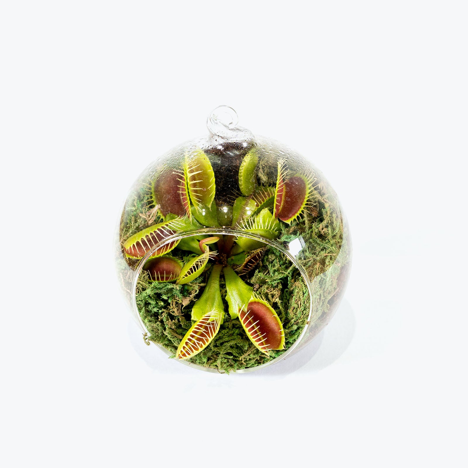 Venus Flytrap Terrarium - Dionaea Muscipula - House Plants Delivery Toronto - JOMO Studio