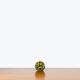 Venus Flytrap Terrarium — 5" Round Terrarium