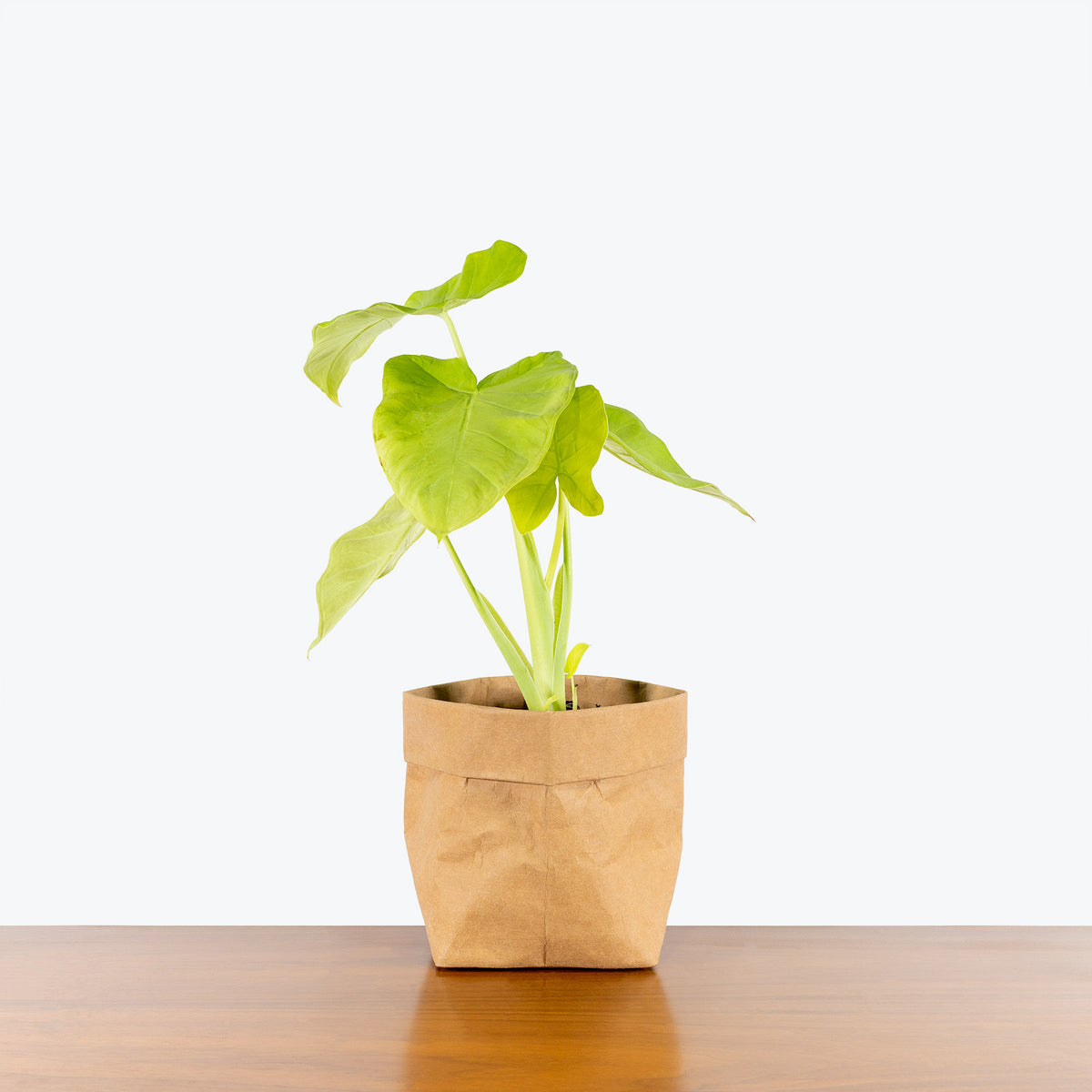 xanthosoma indoor plant Xanthosoma Lime Zinger - House Plants Delivery Toronto