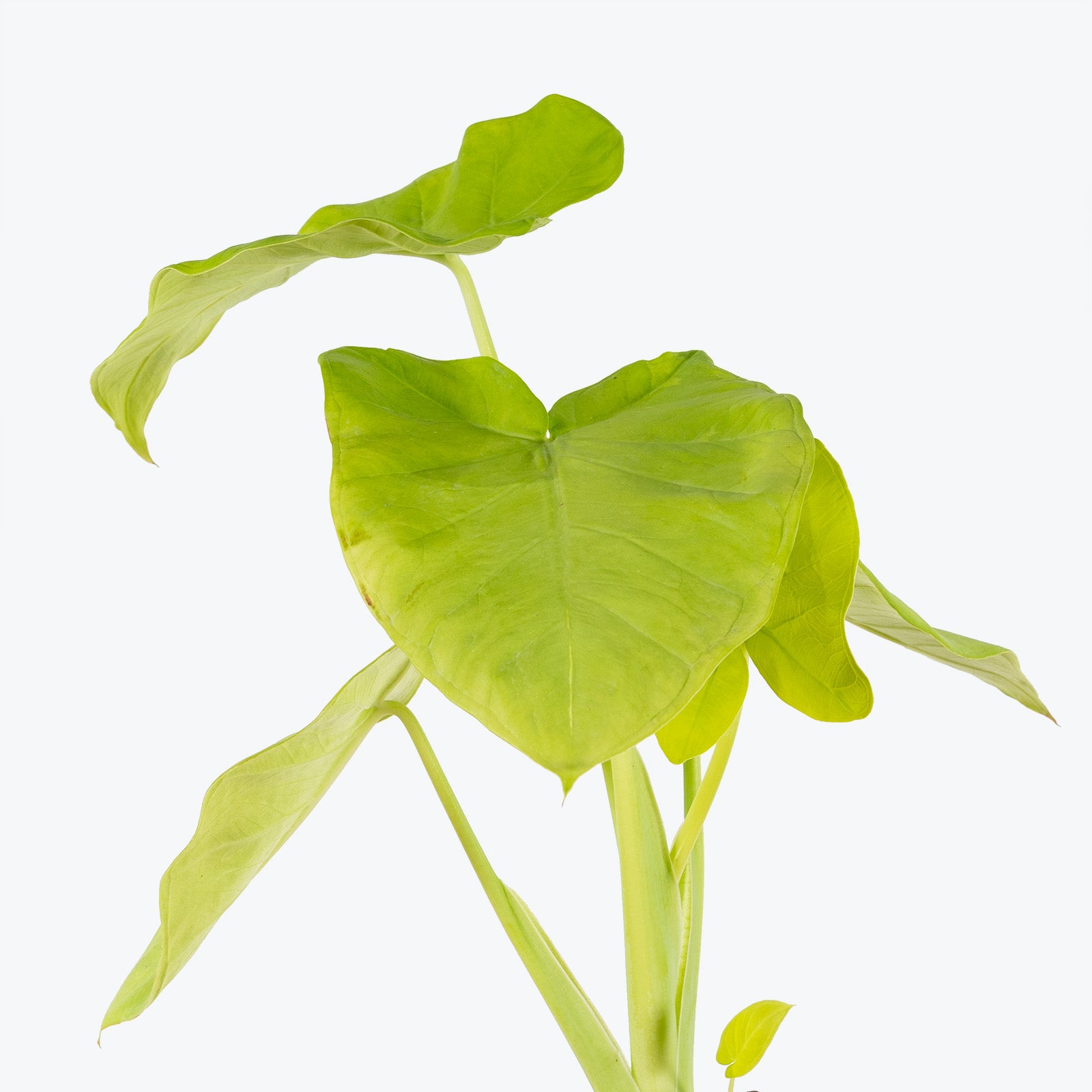 Xanthosoma Lime Zinger - House Plants Delivery Toronto - JOMO Studio
