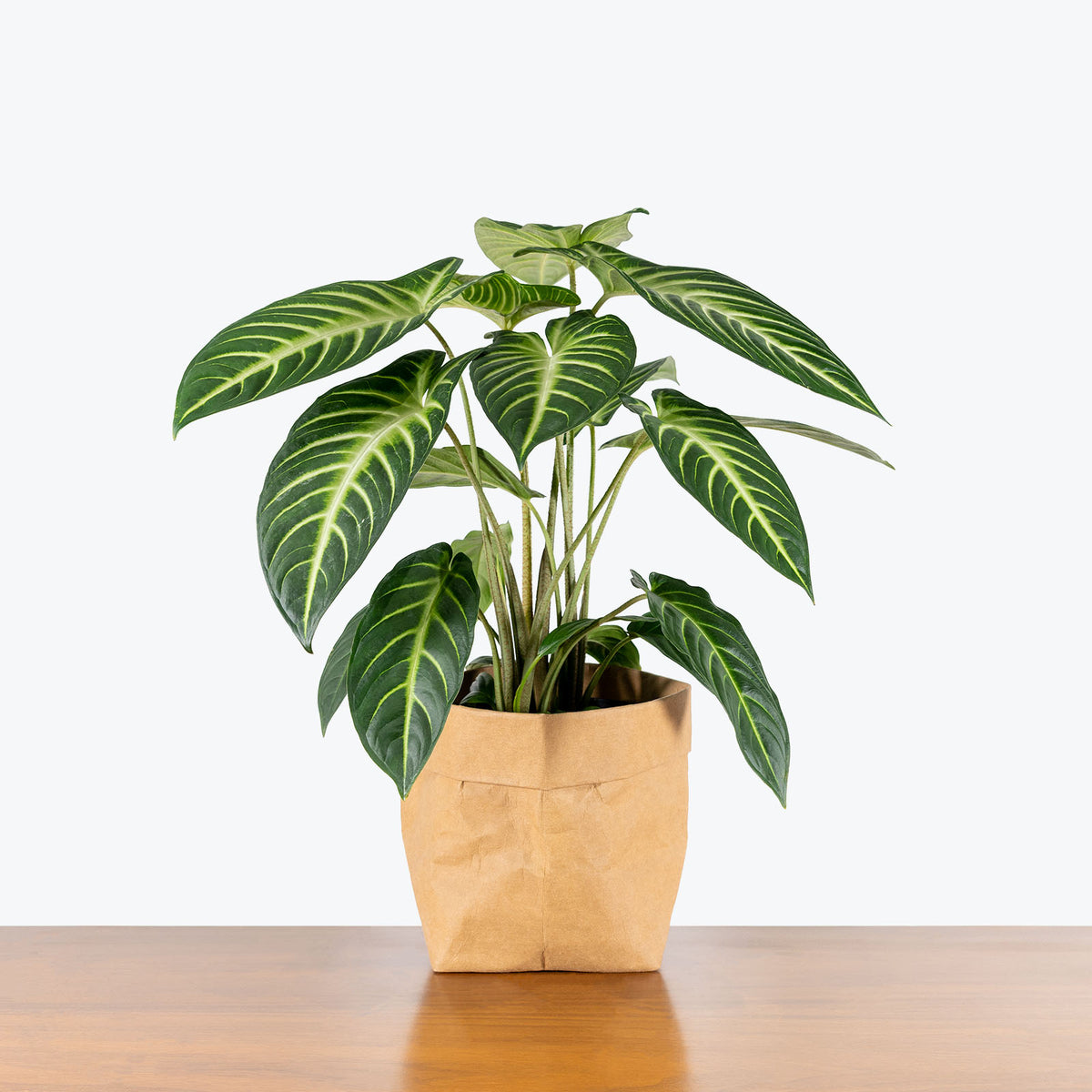 xanthosoma house plant Xanthosoma Lindenii Magnificum - Toronto House Plant Delivery