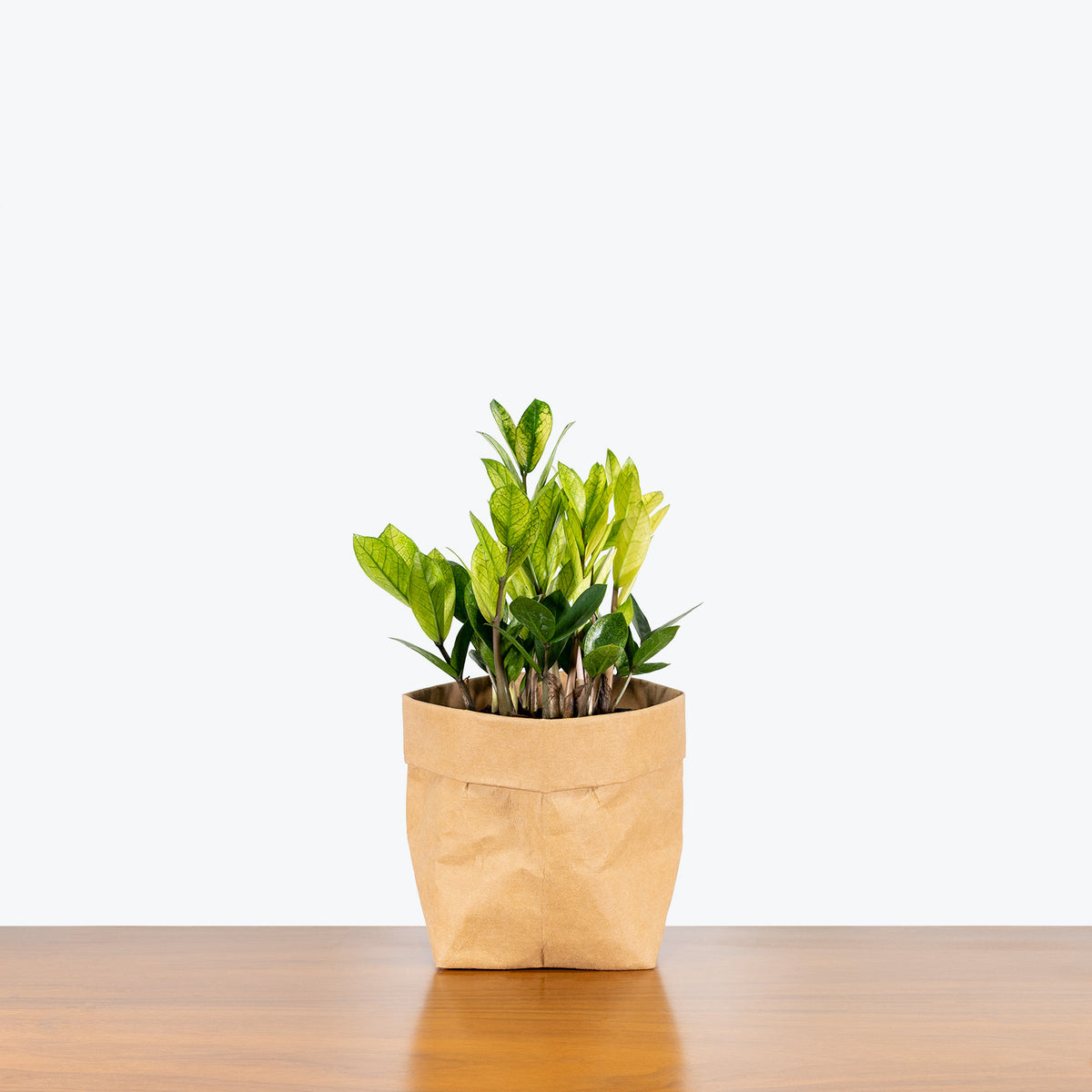 zz plant safe for chameleons ZZ Chameleon | Care Guide and Pro Tips - Delivery from Toronto across Canada