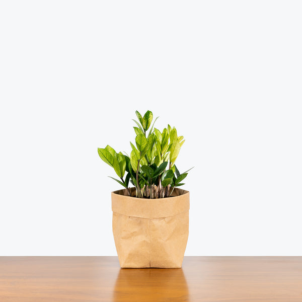 chameleon zz plant benefits ZZ Chameleon | Care Guide and Pro Tips - Delivery from Toronto across Canada