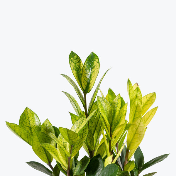 Zamioculcas Zamiifolia Chameleon - ZZ Plant - House Plants Delivery Toronto - JOMO Studio