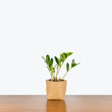 Zamioculcas Zamiifolia Dwarf Zamicro - ZZ Plant - House Plants Delivery Toronto - JOMO Studio