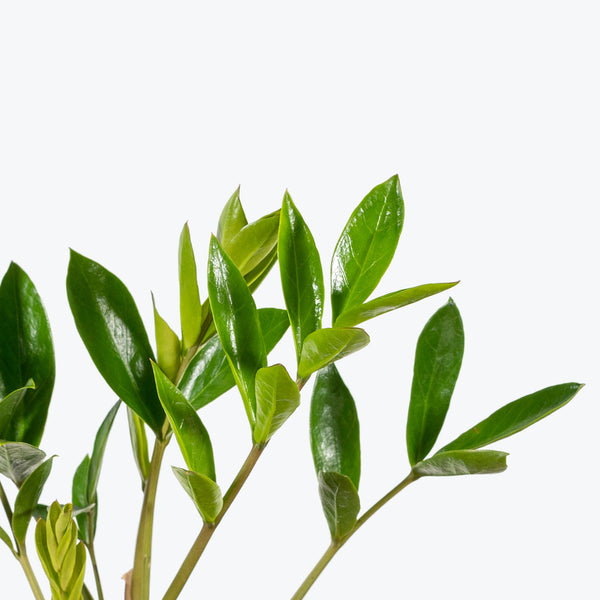 Zamioculcas Zamiifolia Dwarf Zamicro - ZZ Plant - House Plants Delivery Toronto - JOMO Studio