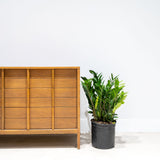 Zamioculcas Zamiifolia - House Plants Delivery Toronto - JOMO Studio