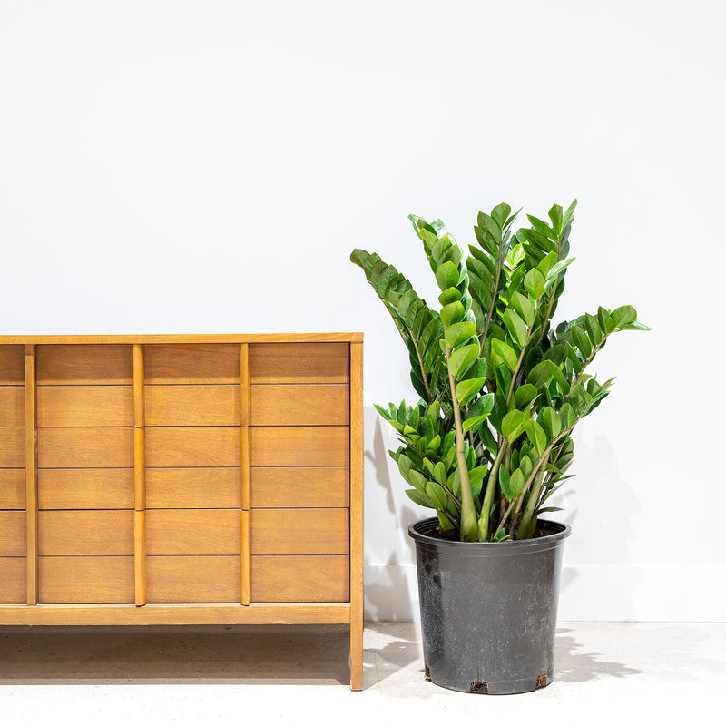Zamioculcas Zamiifolia - House Plants Delivery Toronto - JOMO Studio