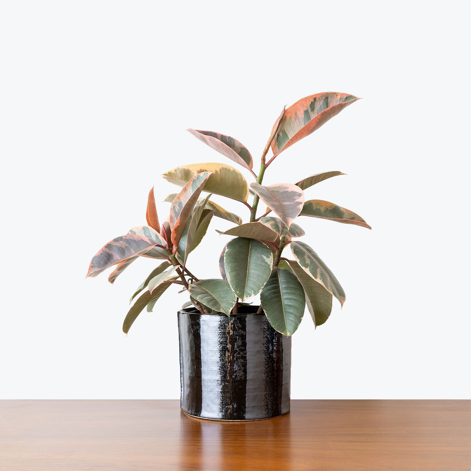 Zebra Ceramic Planter - House Plants Delivery Toronto - JOMO Studio